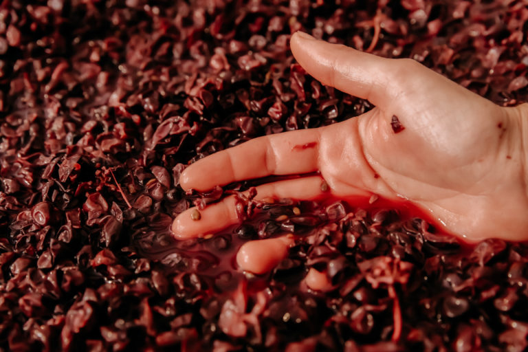 Suedtirol, Weingut Ignaz Niedrist, Erntezeit 2022,